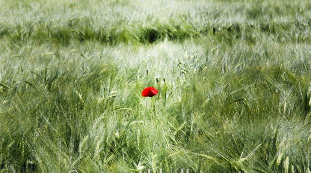 eine Mohnblume im Feld