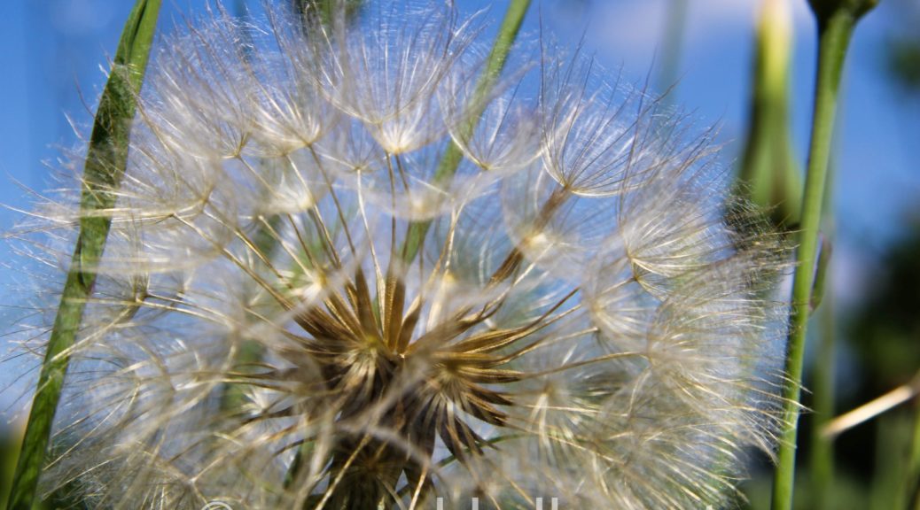 Blühende Pusteblume