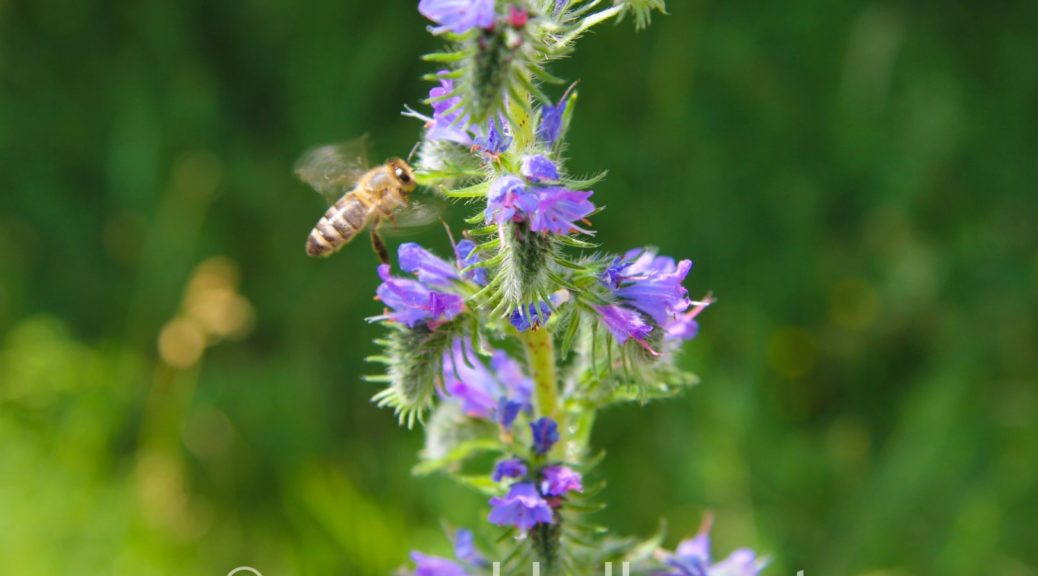 Biene sammelt Nektar an einer Blume