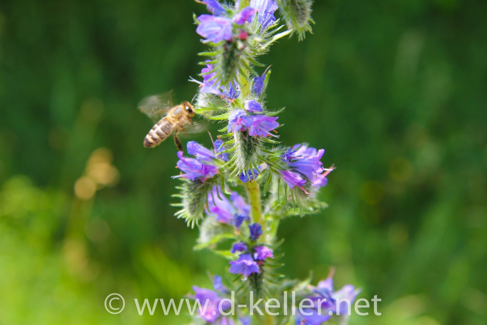 Biene sammelt Nektar an einer Blume