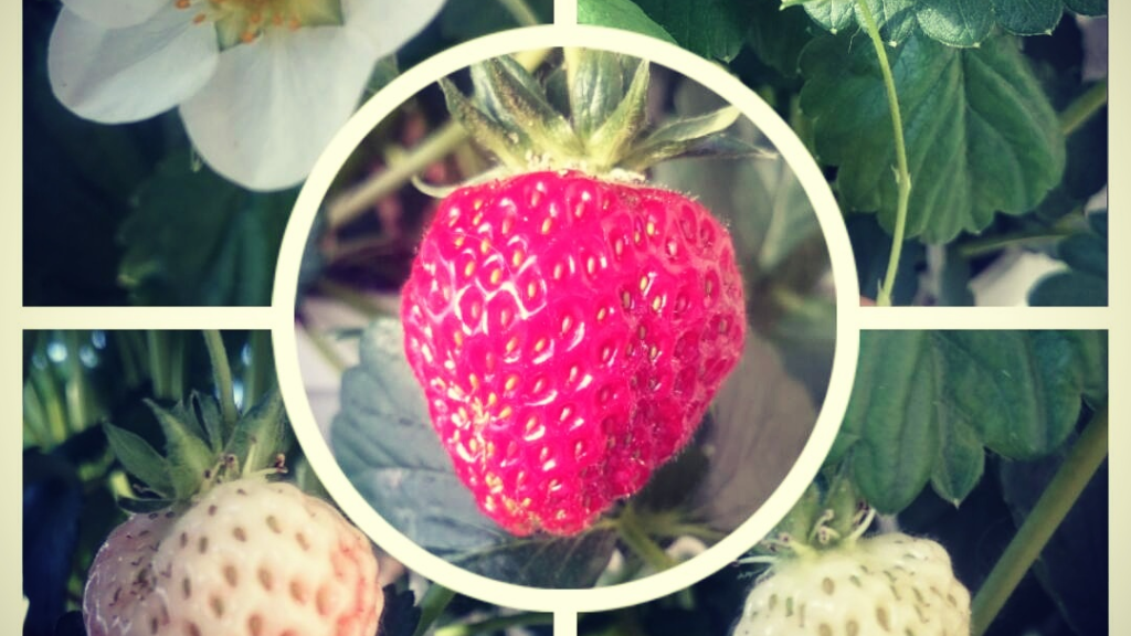 Erdbeeren Collage