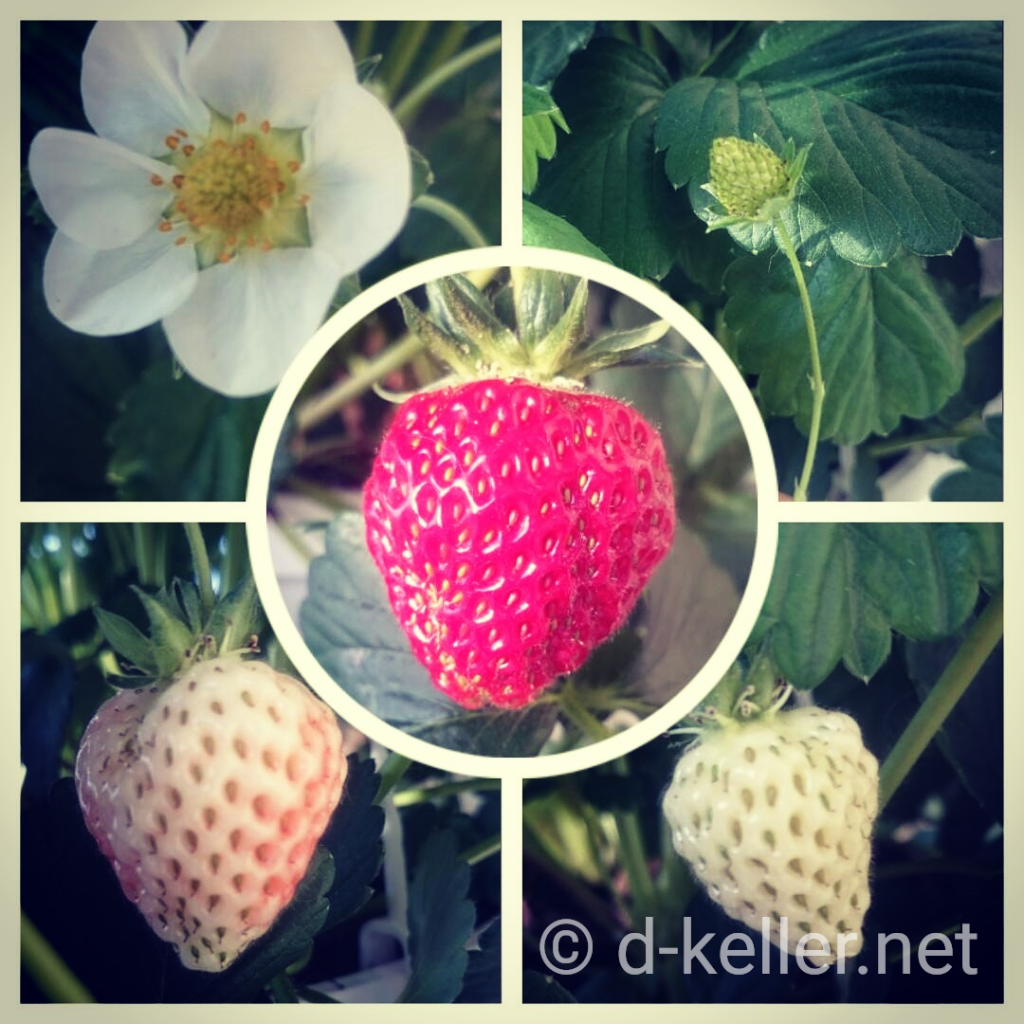 Erdbeeren Collage